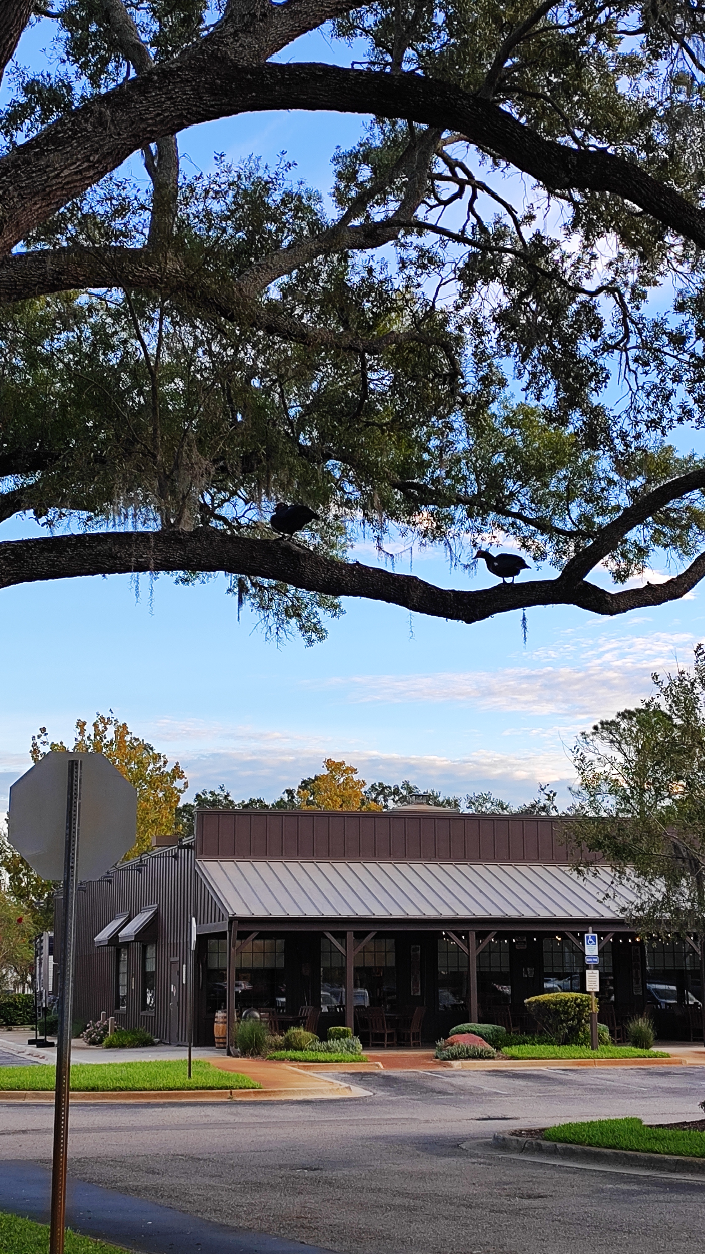 Ducks sitting on a big tree near Cracker Barrel